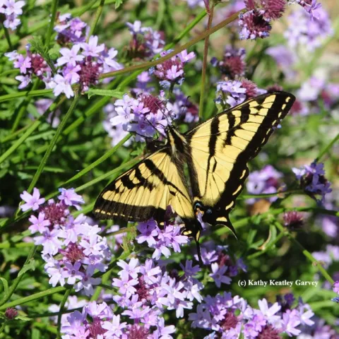 A Western Tiger Swallowtail (Papilio rutulus) spreads its wings on a Verbena patch. (Photo by Kathy Keatley Garvey)