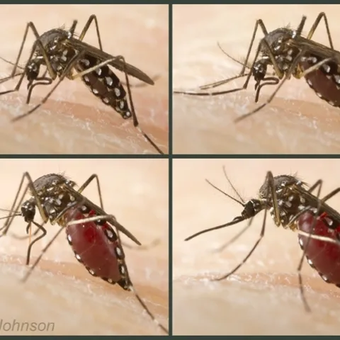 Aedes aegypti feeding on its host. (Photo by Jena Johnson)