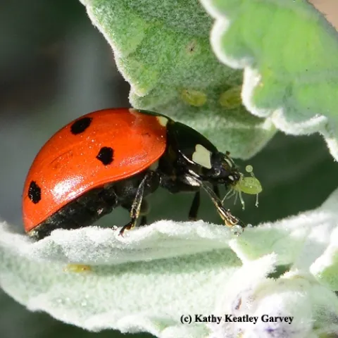 A lady beetle, aka ladybug, devouring an aphid. (Photo by Kathy Keatley Garvey)