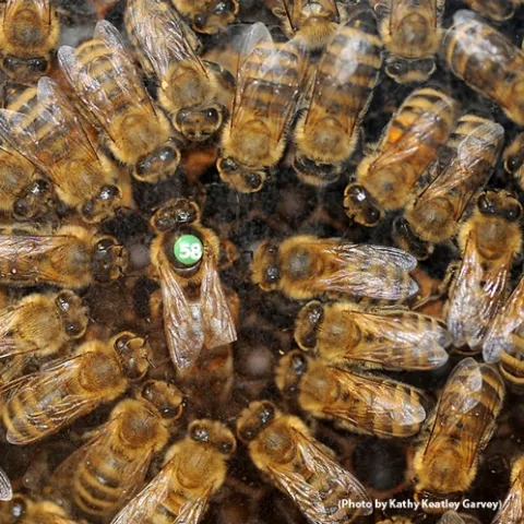 A queen bee and her retinue. (Photo by Kathy Keatley Garvey)