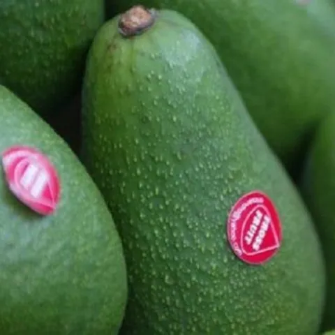 Peruvian avocado