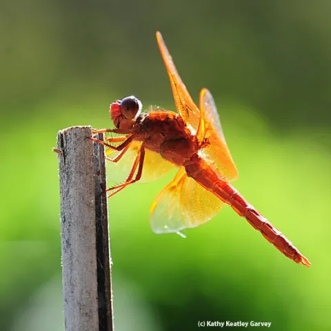 The flameskimmer or firecracker skimmer (Libellula saturata) perches on a bamboo stake. (Photo by Kathy Keatley Garvey)
