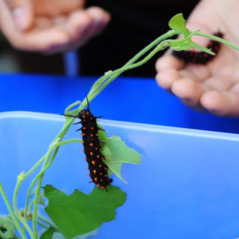 The Pipevine Swallowtail caterpillar is black with red spines. This one was displayed at the UC Davis Picnic Day. (Photo by Kathy Keatley Garvey)