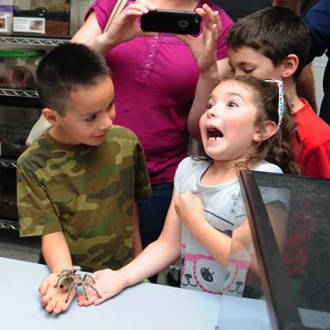 Roxanne Bell, 7, of Davis, decided that Peaches, the rose-haired tarantula, "tickles!" Watching her reaction at the Bohart Museum of Entomology, during "Take Your Daughers (And Sons) to Work" Day is Joel Fuerte, 6, of Woodland. Their mothers work at UC Davis. (Photo by Kathy Keatley Garvey)