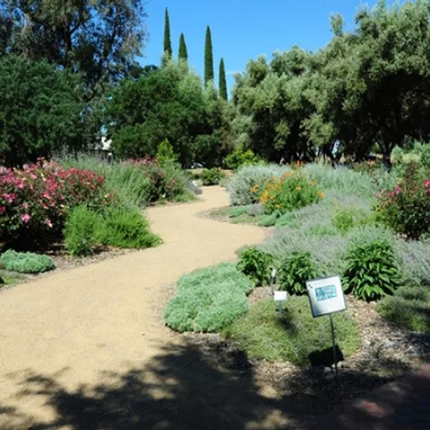 Several years after it was planted, the bee garden looked quite mature. This photo was taken May 22, 2012. This year it is five years old. (Photo by Kathy Keatley Garvey)