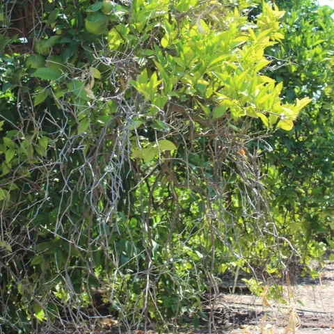iron dieback citrus