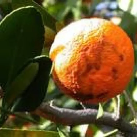 mandarin rind disorder