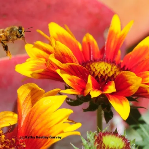 A honey bee heading for the blanket flower, Gaillardia. (Photo by Kathy Keatley Garvey)