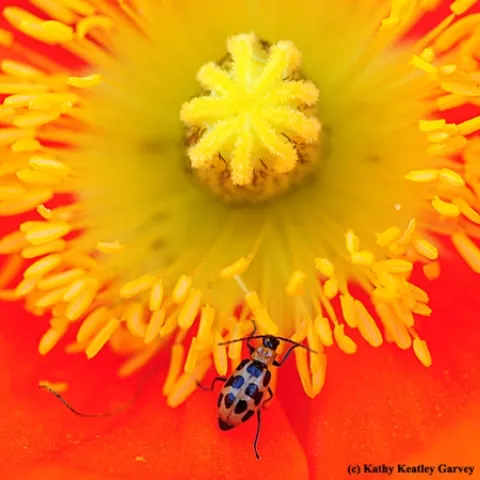 A spotted cucumber beetle foraging on Iceland poppy. (Photo by Kathy Keatley Garvey)