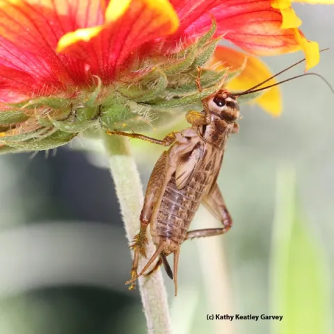 What's wrong with this picture? This is not a field cricket but a house cricket. (Photo by Kathy Keatley Garvey)