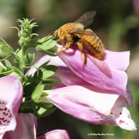 A male Valley carpenter bee engaging in nectar robber; he's drilling a hole in a foxglove to get the nectar, avoiding the pollination process. (Photo by Kathy Keatley Garvey)