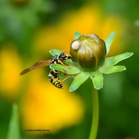 A European paper wasp, Polistes dominula, foraging for food. (Photo by Kathy Keatley Garvey)