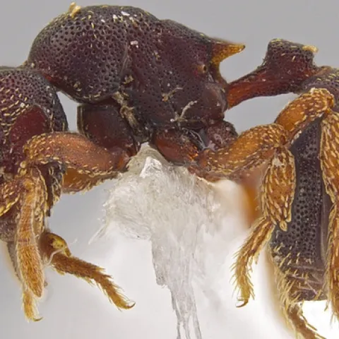 A side view of the new ant species Eurhopalothrix zipacna that Jack Longino discovered in Central America. (Photo by Jack Longino)