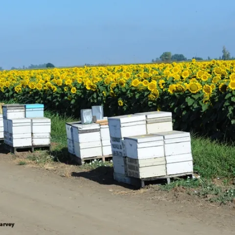 Bee hives in a sunflower field along Pedrick Road, Dixon, Solano County, in July 2012. (Photo by Kathy Keatley Garvey)