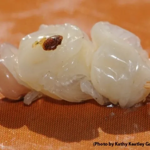 Mite on drone pupa. (Photo by Kathy Keatley Garvey)