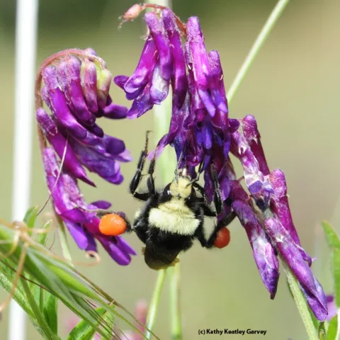 Check out the heavy load of orange pollen that this yellow-faced bumble bee, Bombus vosnesenskii, is packing. It is foraging on hairy vetch. (Photo by Kathy Keatley Garvey)