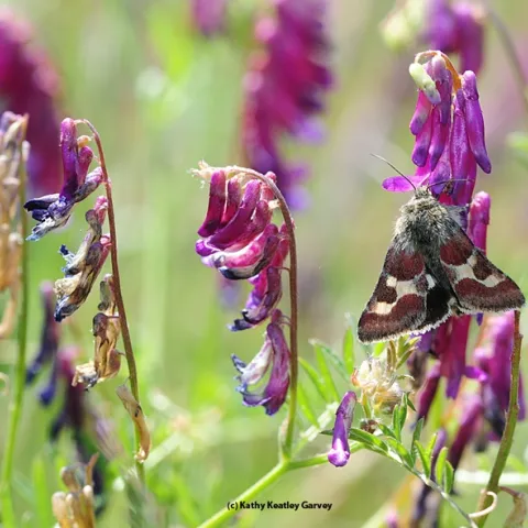 This moth, Schinia sueta, feeds on hairy vetch, Vicia villosa, in a meadow at Hastings Preserve, Carmel. (Photo by Kathy Keatley Garvey)