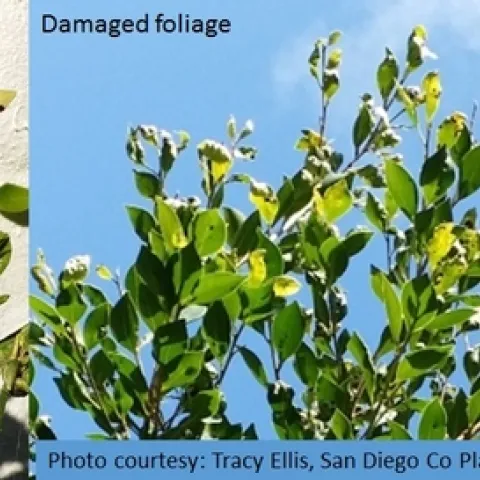 Ficus eye-spot midge-Damaged foliage-Tracy Ellis, SD Ag Comm Entomologist
