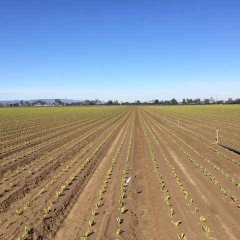 20140403 Lettuce-Prowl trial at Betteravia