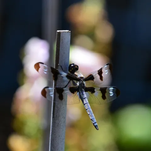 A twelve-spotted dragonfly. Libellula pulchella, perches on a bamboo stake. (Photo by Kathy Keatley Garvey)