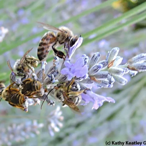 A honey bee gathers nectar from a lavender blossom while her cousins, sunflower bees (Melisodes agilis), sleep. (Photo by Kathy Keatley Garvey)