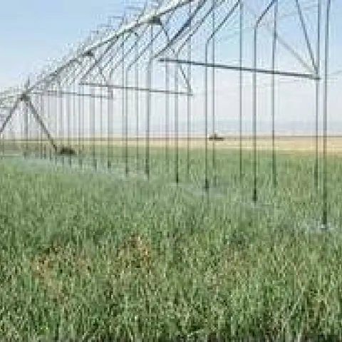 Fresh market onions growing under overhead mechanized irrigation in Five Points, CA.