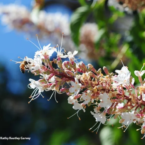 A bee forages on California buckeye in Vacaville, Calif. (Photo by Kathy Keatley Garvey)