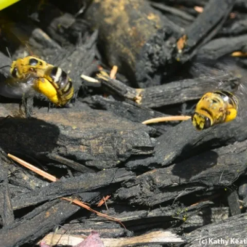 Sunflower bees, Svastra obliqua expurgata, flying to a nesting area in downtown Davis, Calif. (Photo by Kathy Keatley Garvey)