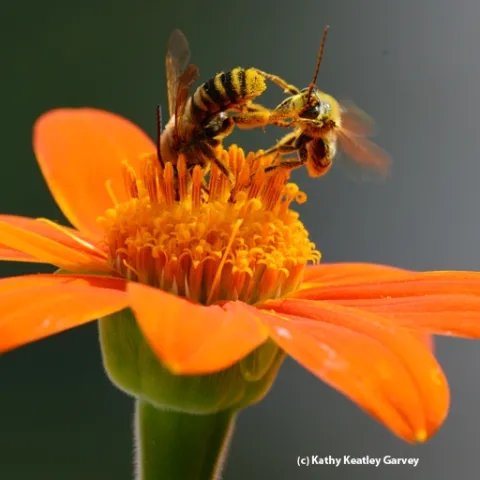 Two sunflower bees battle it out: a male Svastra (larger bee) delivers a quick kick to a smaller male Melissodes. (Photo by Kathy Keatley Garvey)