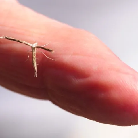 This small moth is known as a pterphorid plume moth. It was found in the UC Davis Arboretum. (Photo by Kathy Keatley Garvey)