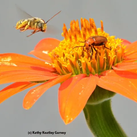 A male long-horned digger bee targets a pest, a meloid beetle. (Photo by Kathy Keatley Garvey)