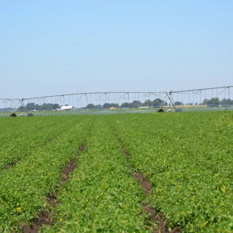 Pivot irrigation in a tomato field near Walnut Grove
