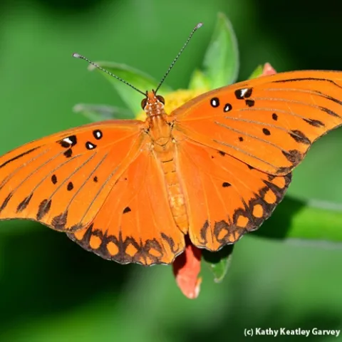 Gulf Fritillary (Agraulis vanillae) on Tithonia. (Photo by Kathy Keatley Garvey)