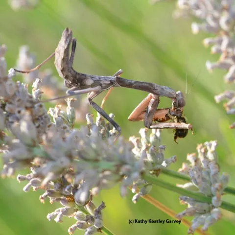 A camouflaged praying mantis dining on a bee. (Photo by Kathy Keatley Garvey)