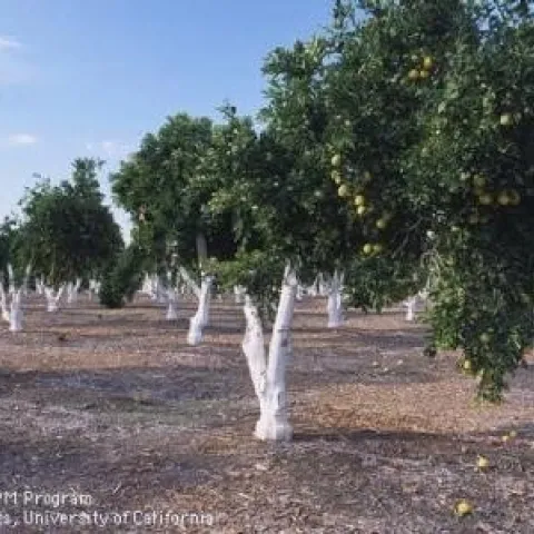 navels skeletonized and grafted