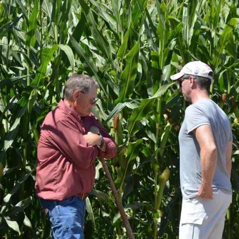 Two guys in a corn field.