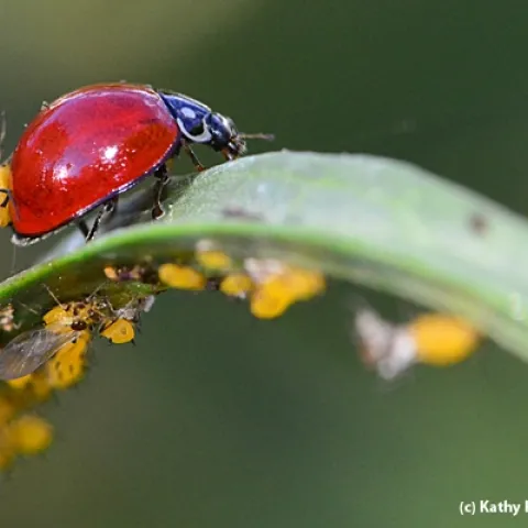 A lady beetle picks up a hitchhiker, an oleander aphid. (Photo by Kathy Keatley Garvey)