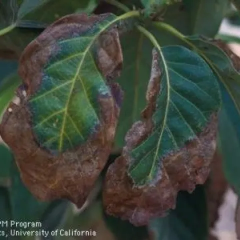 avocado sodium toxicity