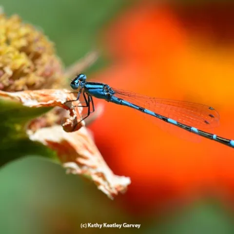 A male tule bluet on a fading Mexican sunflower blossom. (Photo by Kathy Keatley Garvey)