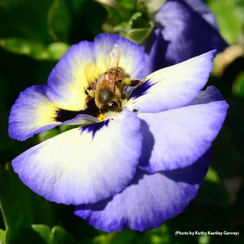 A honey bee foraging on a pansy. (Photo by Kathy Keatley Garvey)