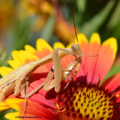 A praying mantis perches on a blanketflower, Gaillardia. (Photo by Kathy Keatley Garvey)