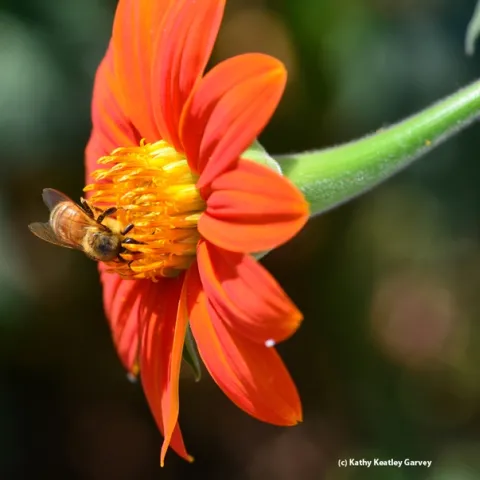 A honey bee foraging on a Mexican sunflower (Tithonia). (Photo by Kathy Keatley Garvey)