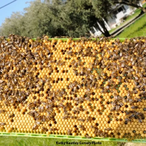 A frame from the Harry H. Laidlaw Jr. Honey Bee Research Facility, UC Davis. (Photo by Kathy Keatley Garvey)