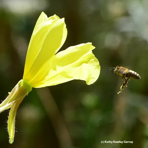 A honey bee prepares to visit another primose. Note the stringy mass of pollen hanging from her hind legs. (Photo by Kathy Keatley Garvey)