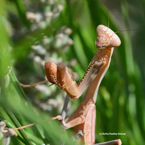 he drought has caused a number of immature praying mantids to die for lack of food. This is a female female Stagmomantis californica, as identified by Andrew Pfeiffer. (Photo by Kathy Keatley Garvey)