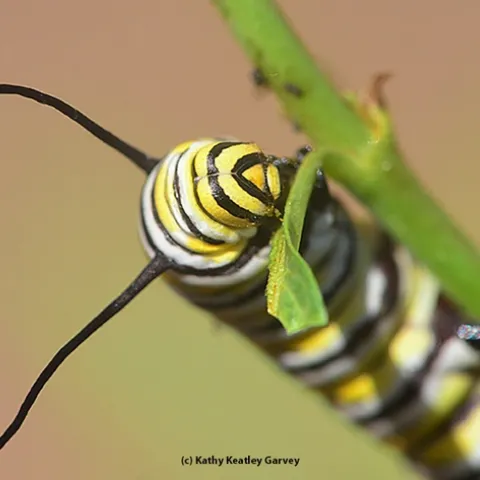A monarch caterpillar chowing down milkweed. (Photo by Kathy Keatley Garvey)