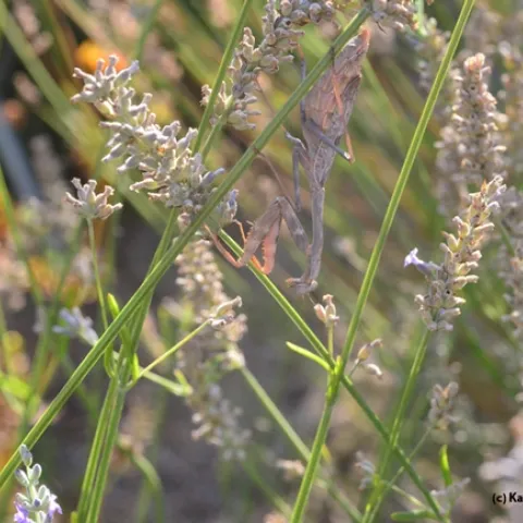 Late afternoon sun gives away the location of this praying mantis hidden in a bed of lavender. (Photo by Kathy Keatley Garvey)