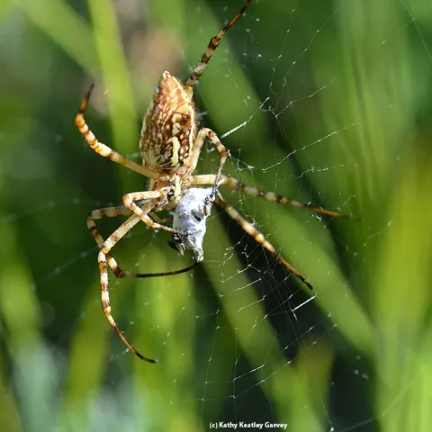A banded garden spider (Argiope trifasciata) wraps a bee. (Photo by Kathy Keatley Garvey)