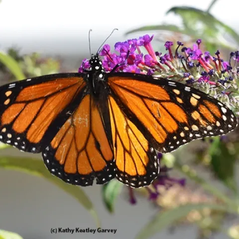 A Monarch nectaring on a butterfly bush. (Photo by Kathy Keatley Garvey)