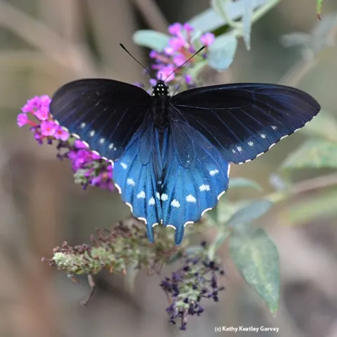 A pipevine swallowtail, Battus philenor, flashes its colors. (Photo by Kathy Keatley Garvey)